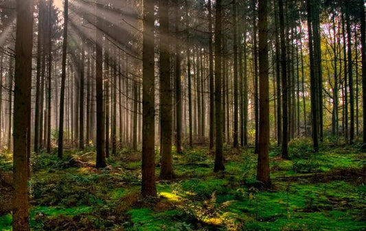 Día del Medioambiente